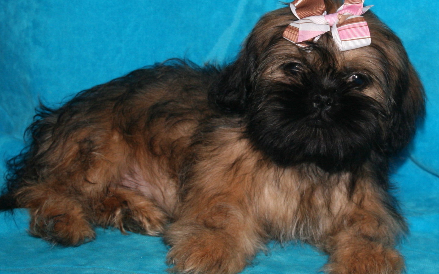 Щенок шитцу на голубом фоне