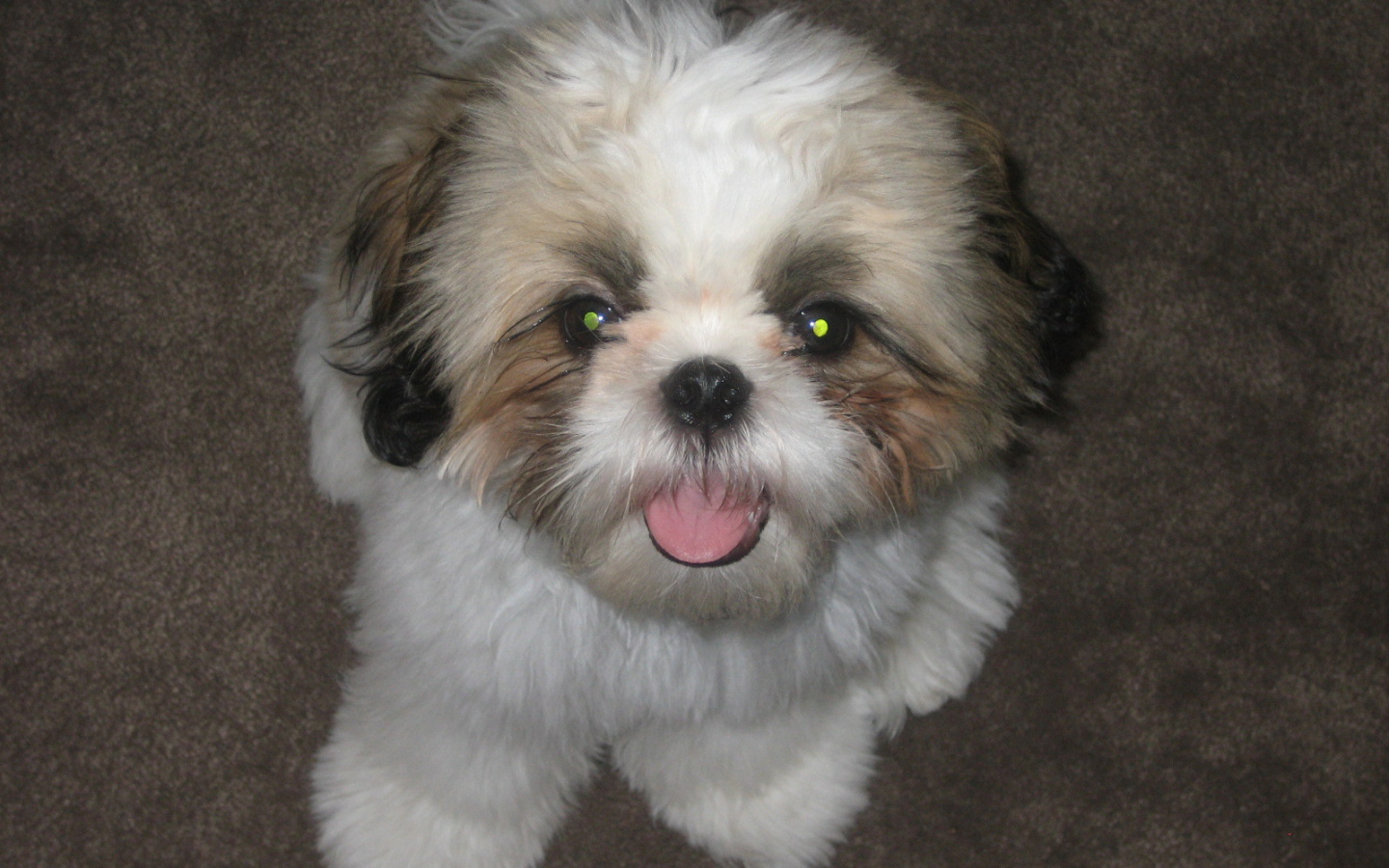 Шитцу с горящими глазами