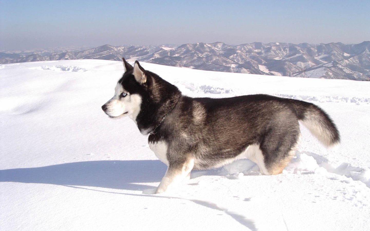 Siberian husky in the snow