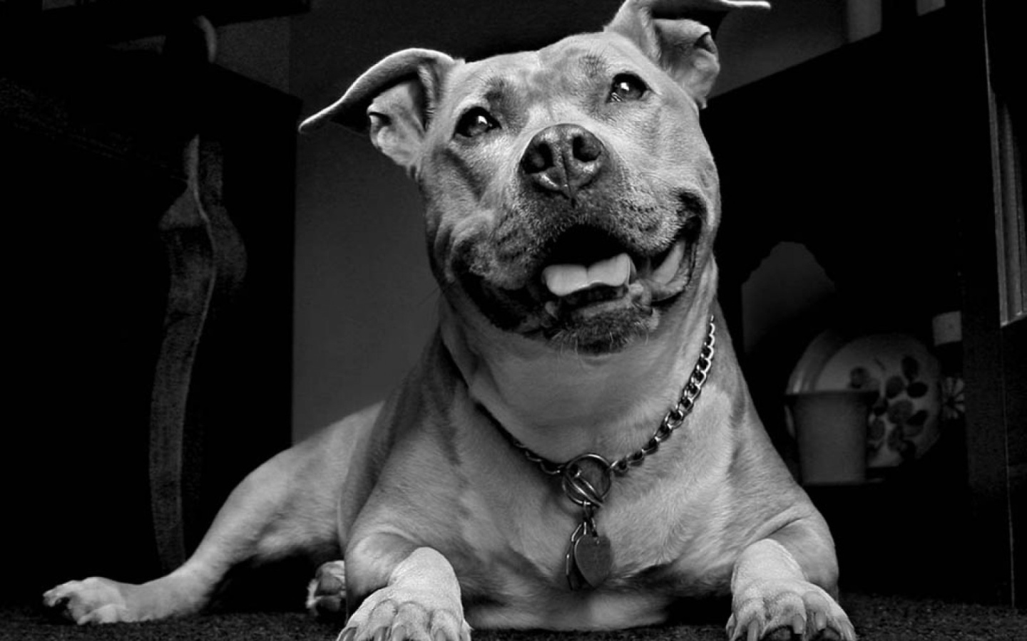 Улыбчивый пес питбуль