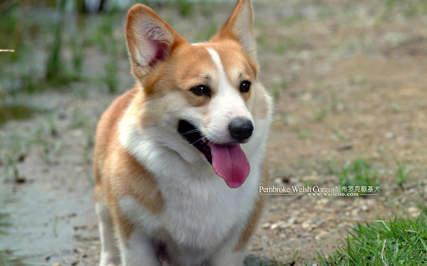 Улыбающийся пес вельш-корги