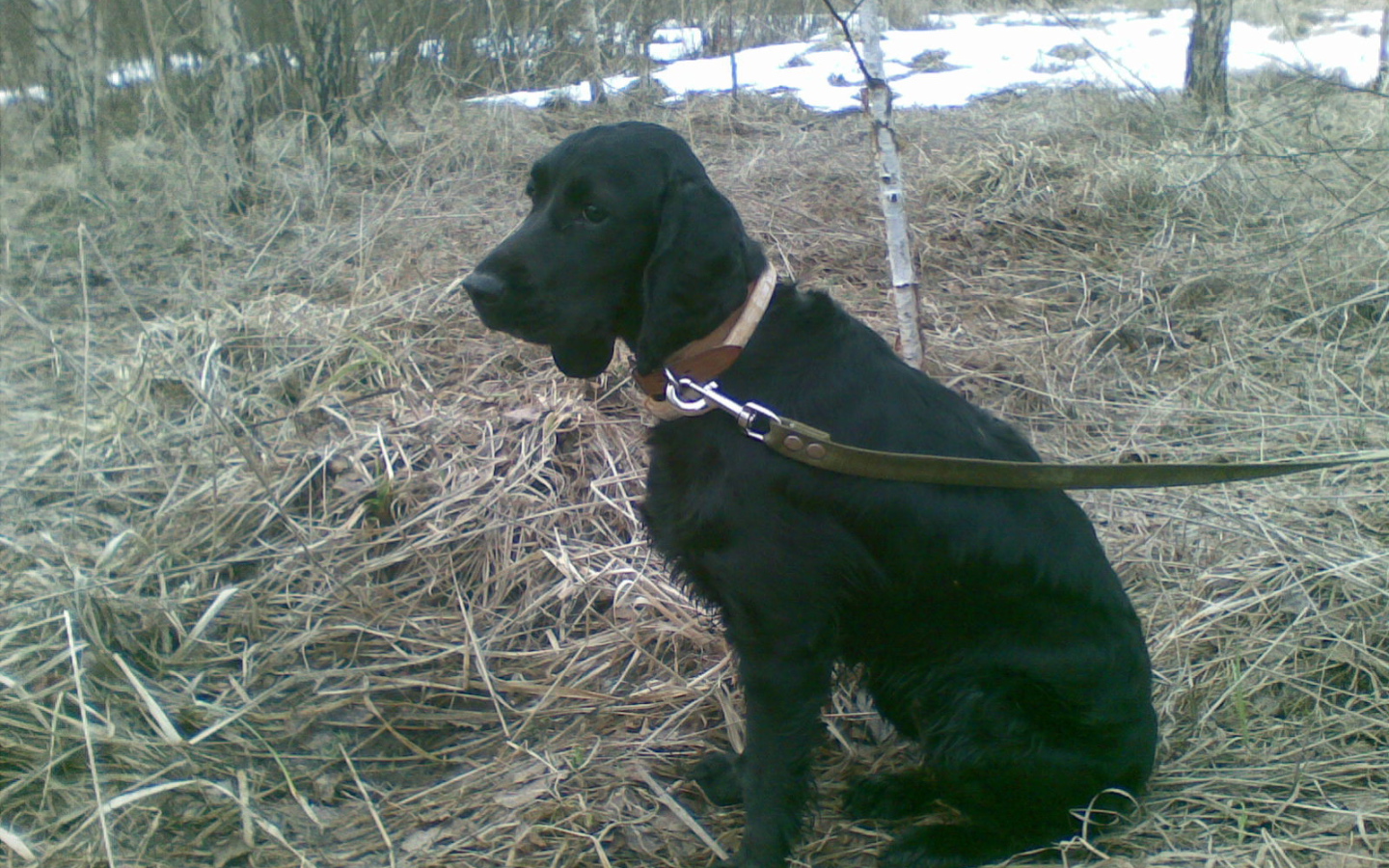 Собака спаниель в весеннем лесу
