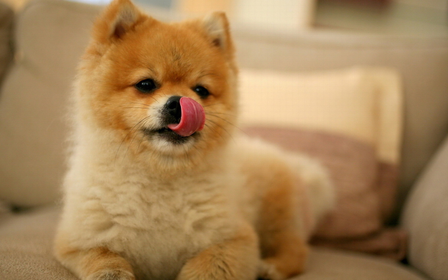 Шпиц облизывает нос