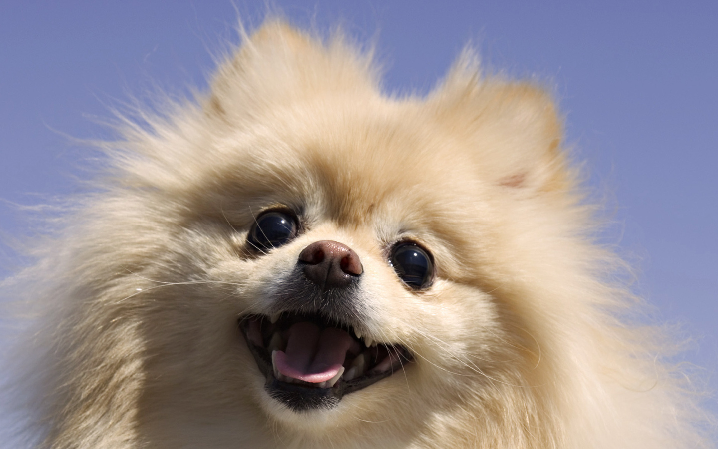 Шпиц на фоне неба