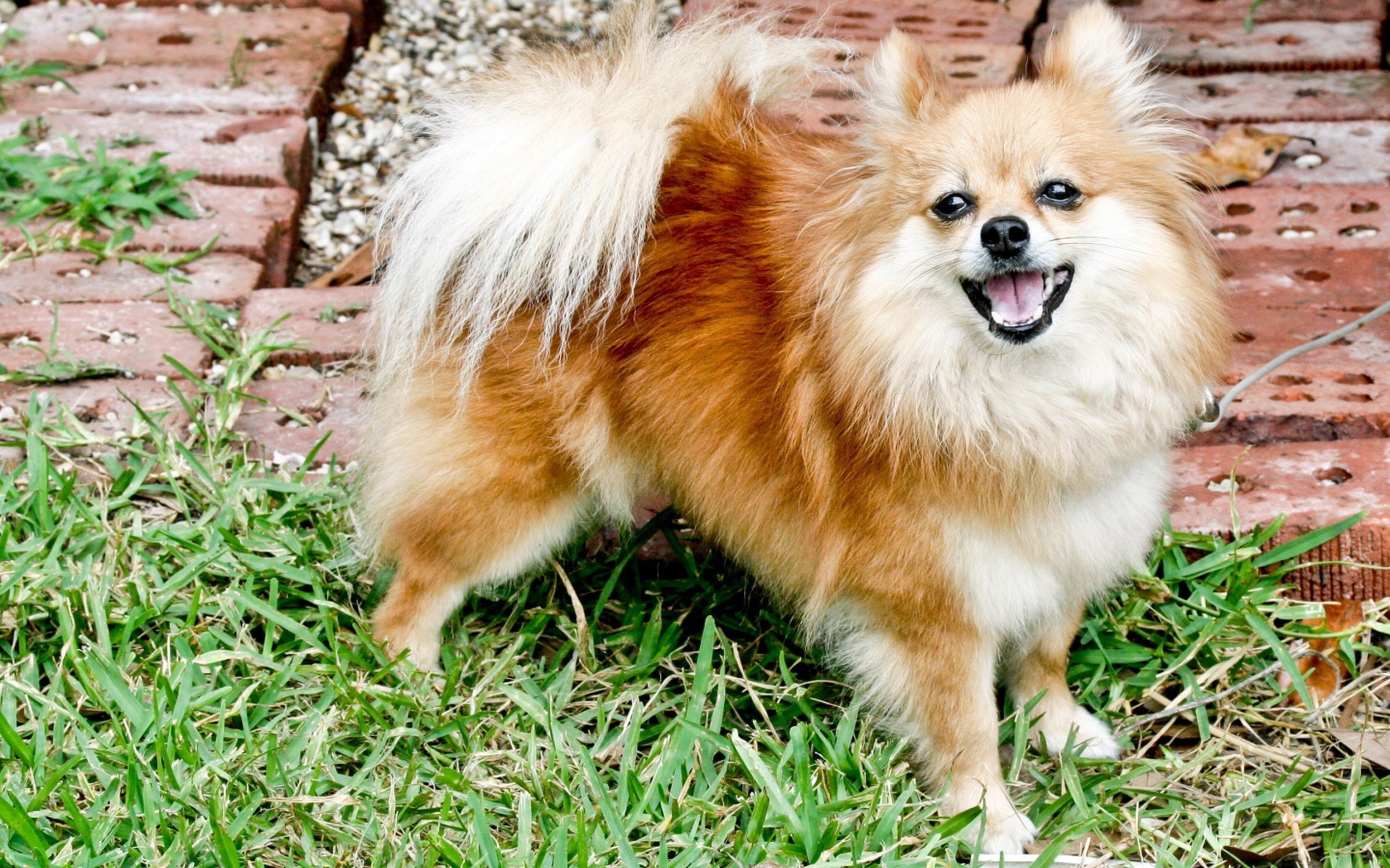 Шпиц улыбается на траве