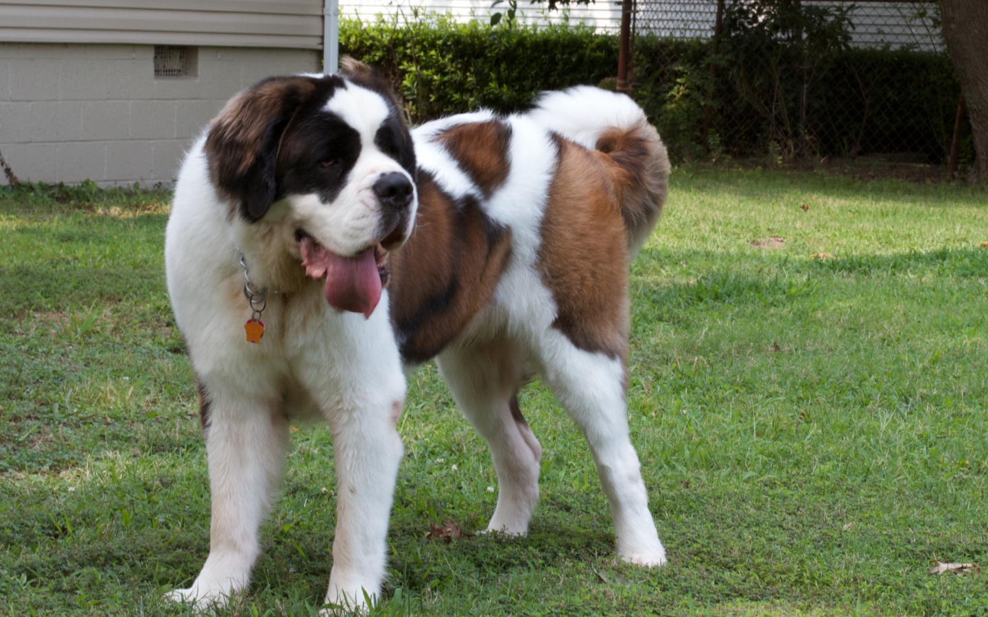 Сенбернар во дворе