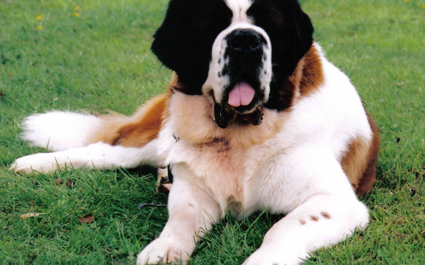 Сенбернар лежит на газоне