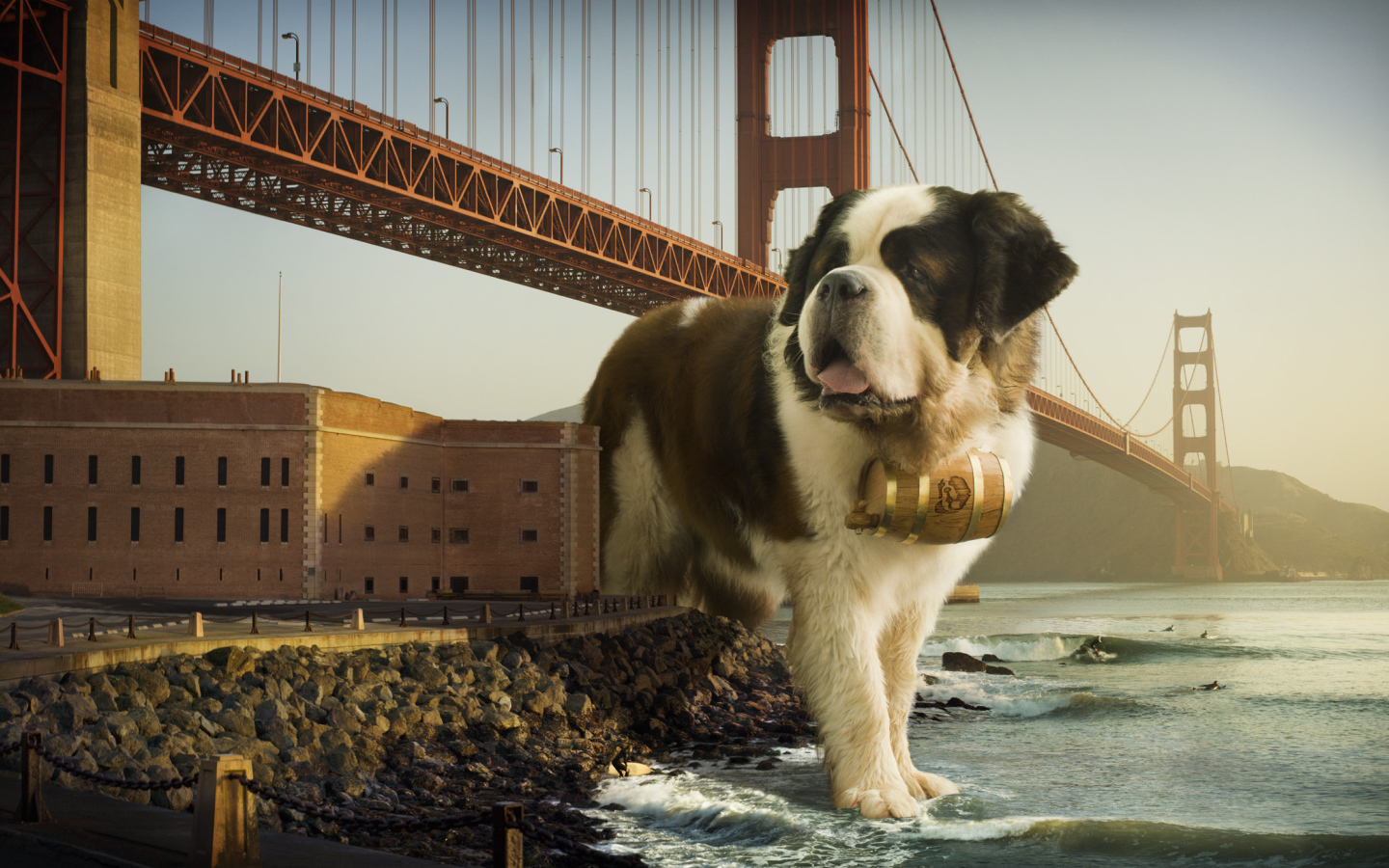 Сенбернар в Сан-Франциско