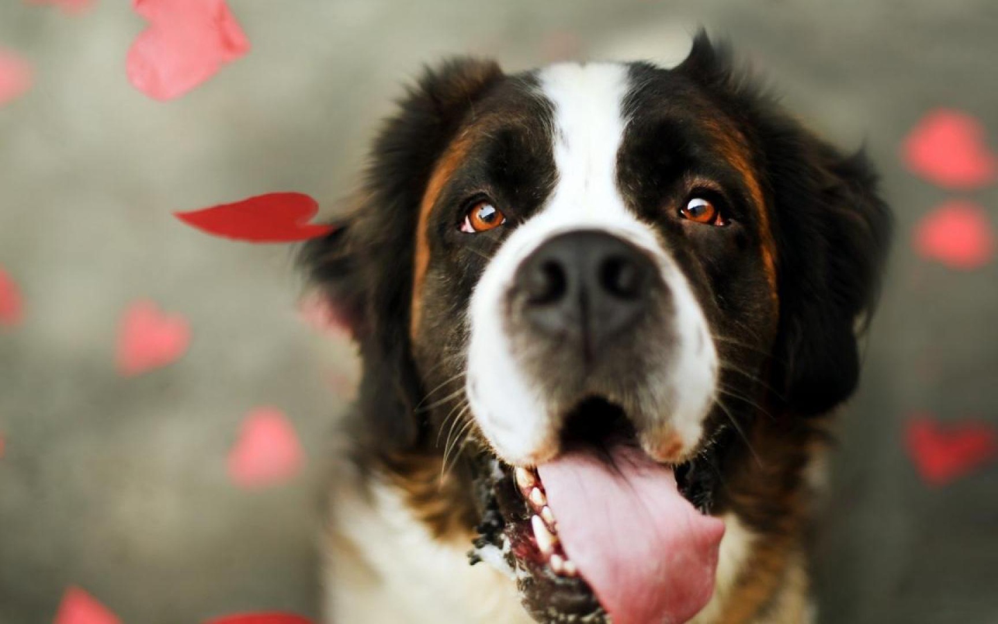 Сенбернар среди сердец