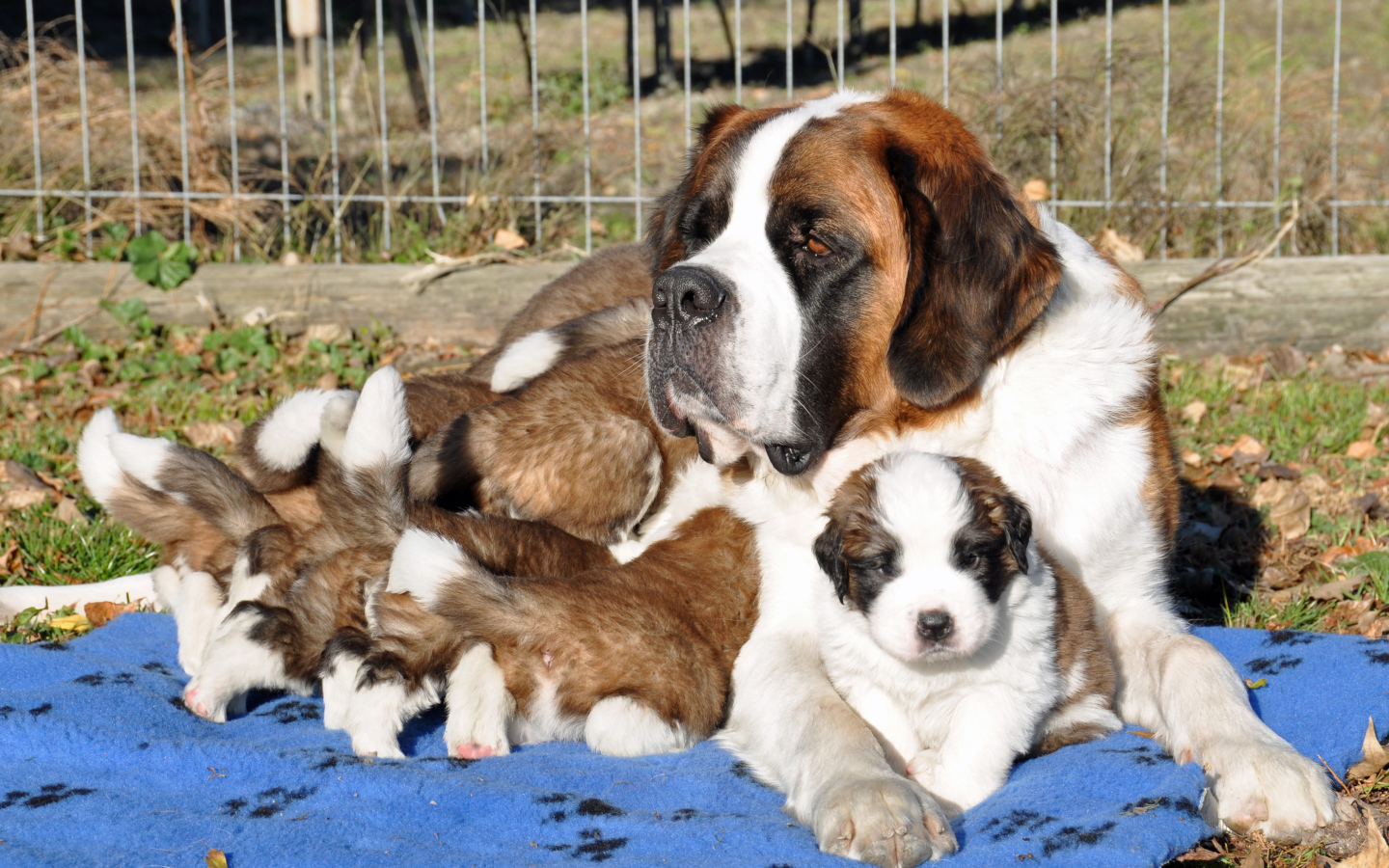 Мама сенбернар с щенками