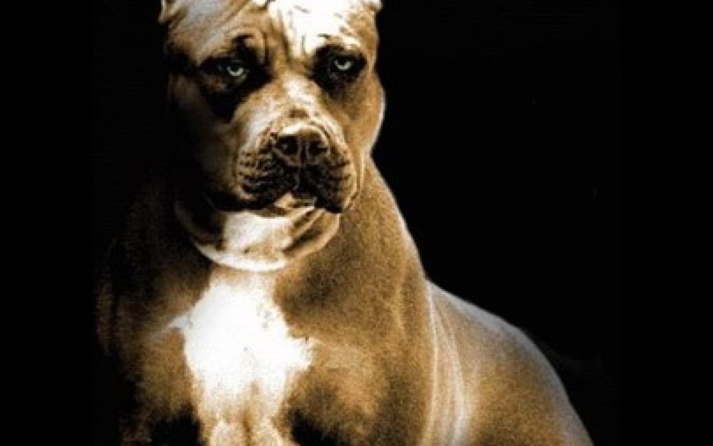 Строгий взгляд питбуля