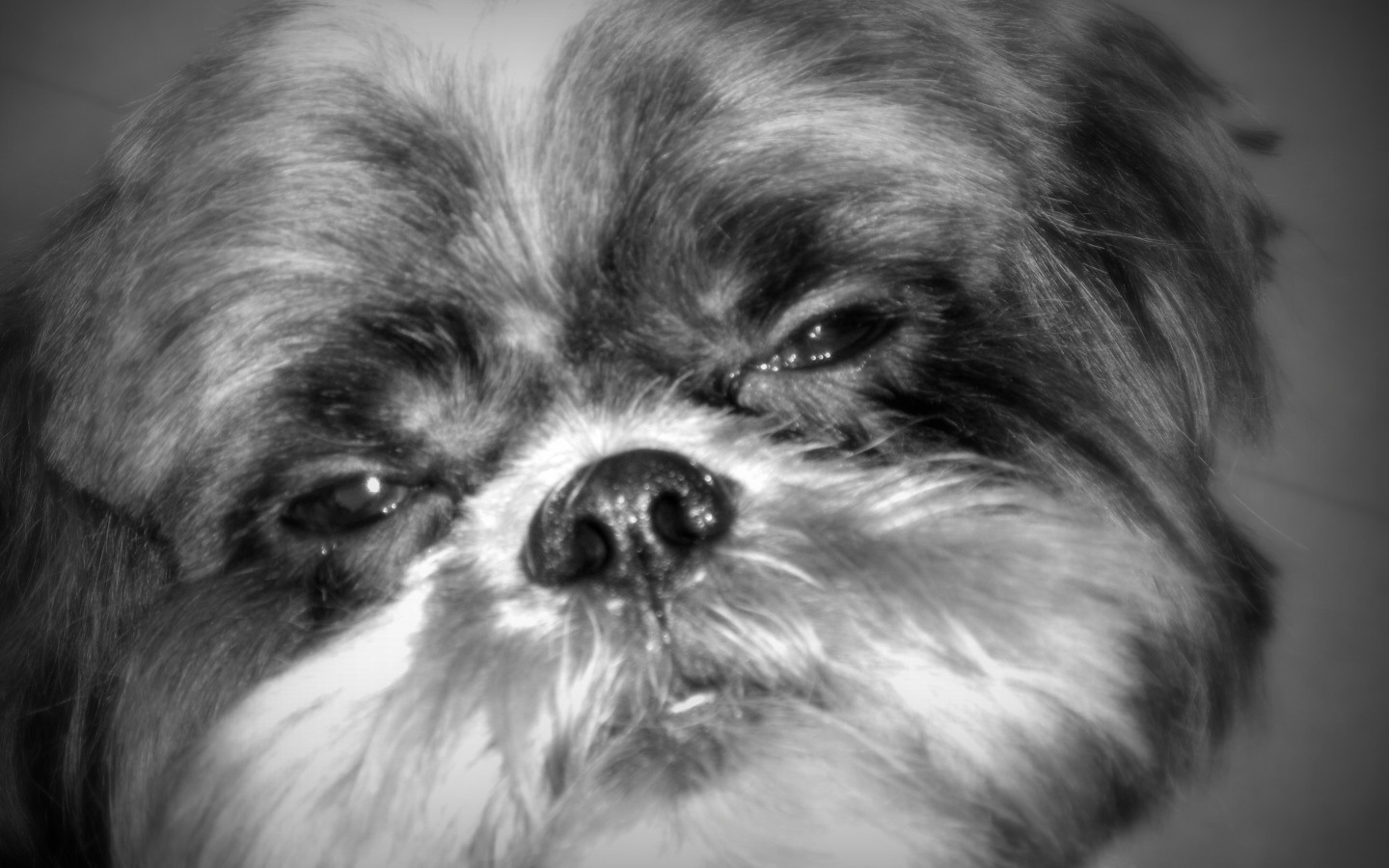 Строгий взгляд шитцу