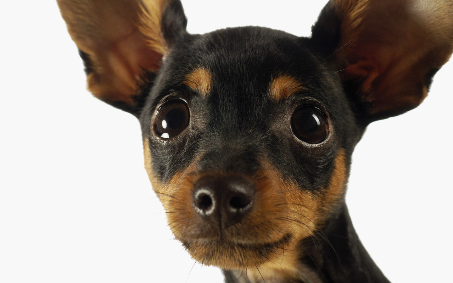 Милая мордашка чихуахуа