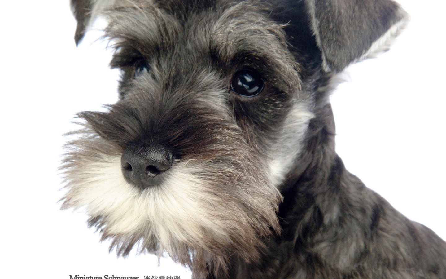 Милая мордочка шнауцера
