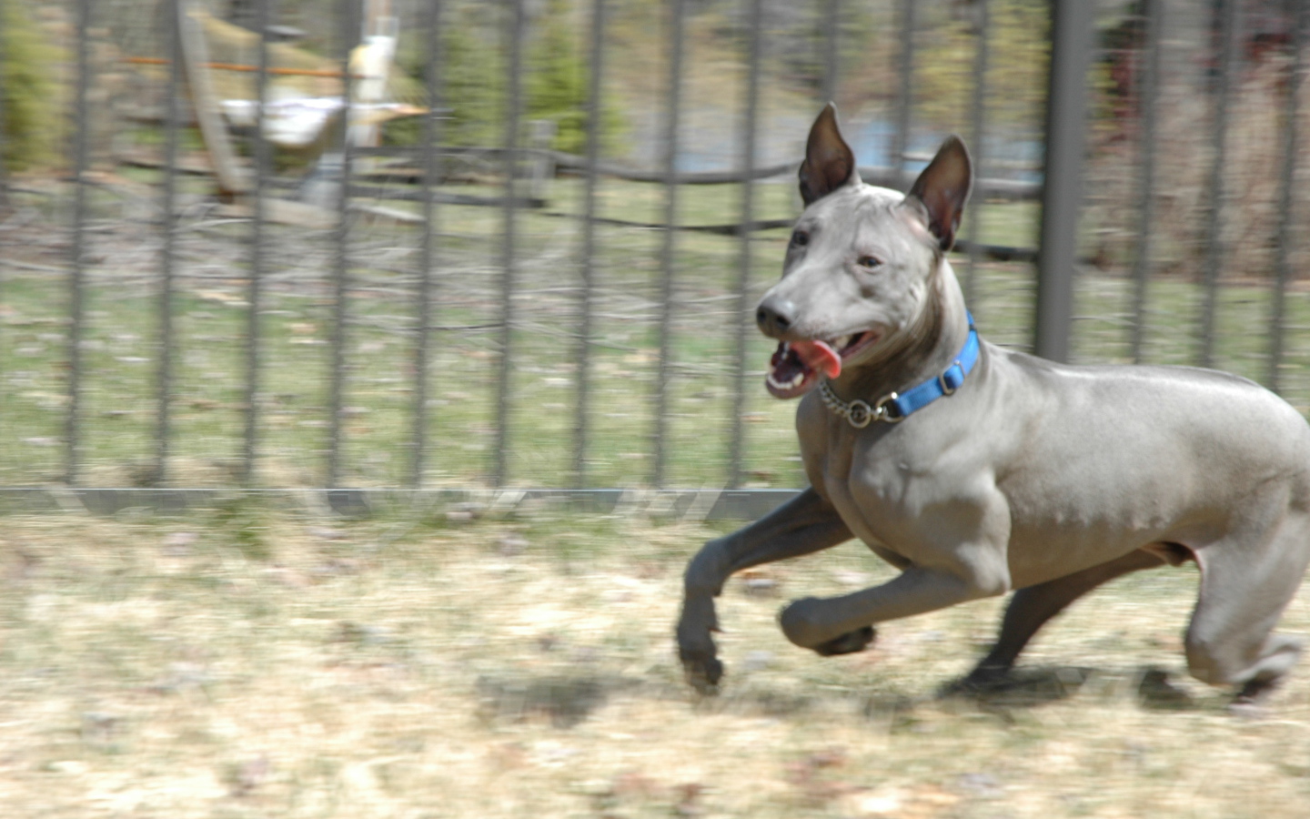 Стремительный тайский риджбек