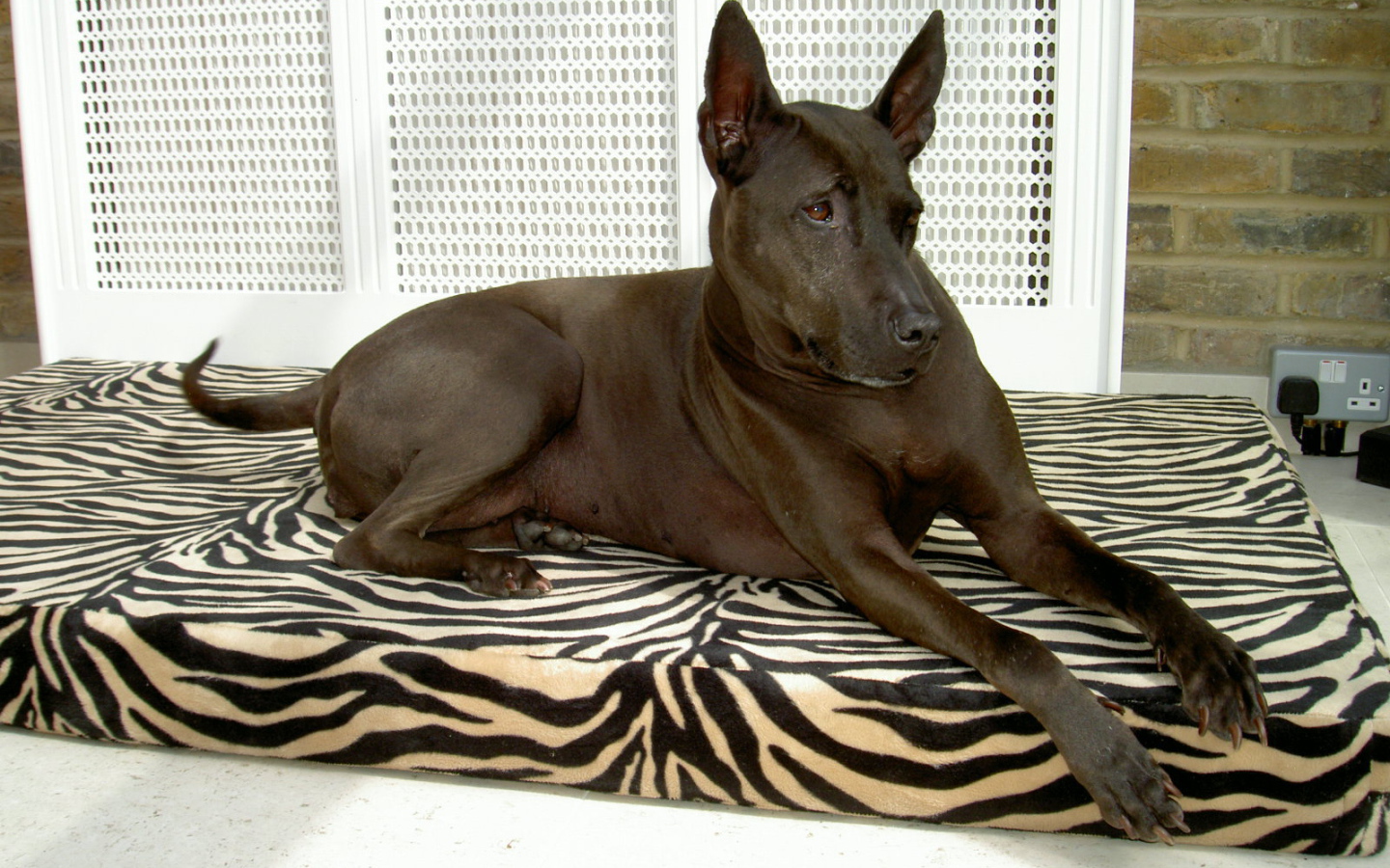 Тайский риджбек на подстилке