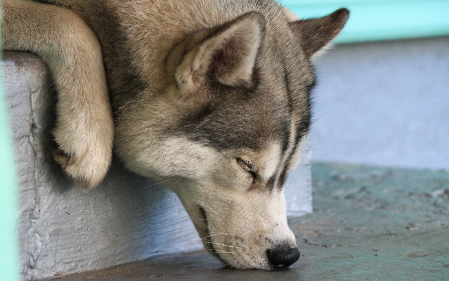 Собака Хаски спит