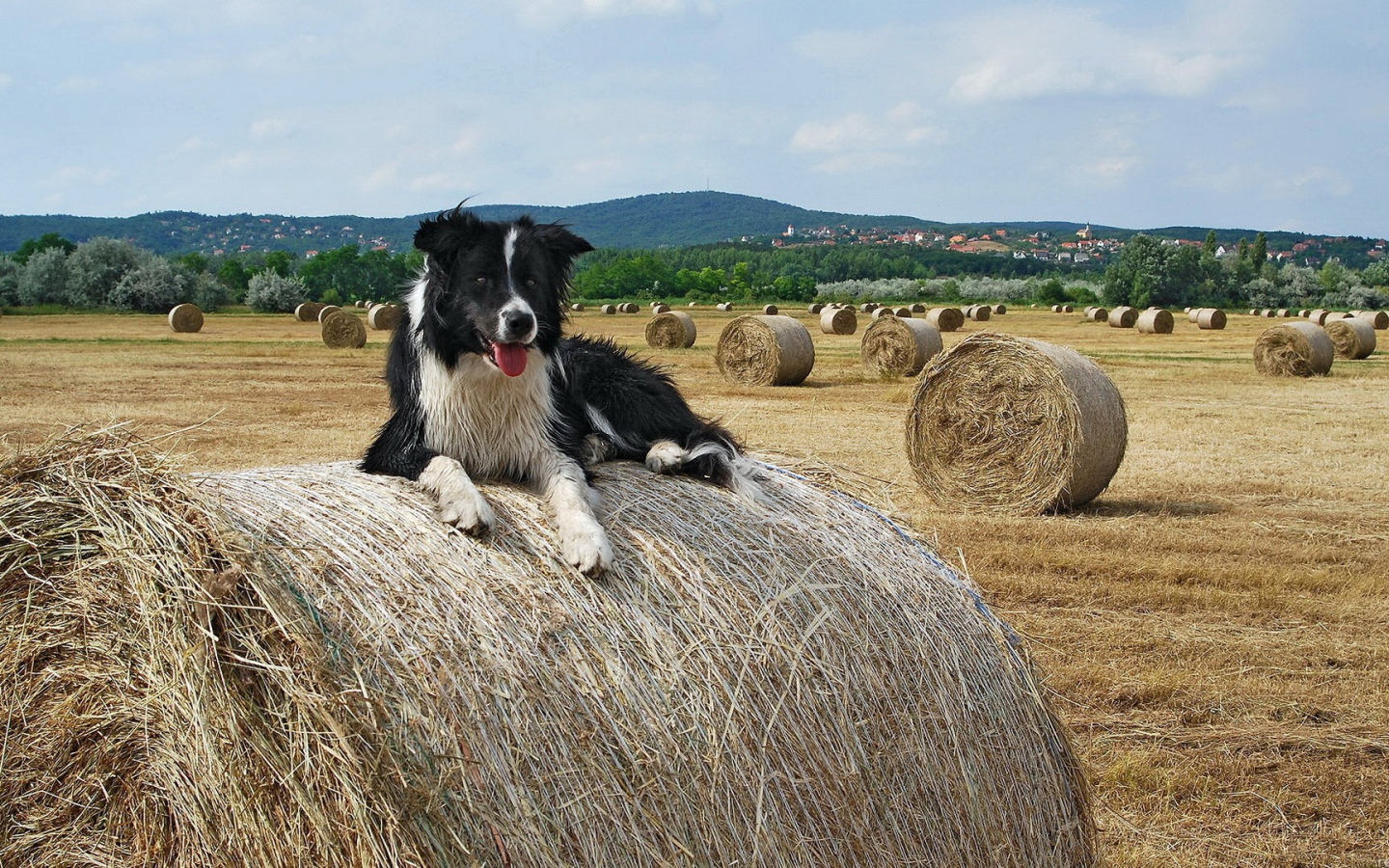 Собака на сене