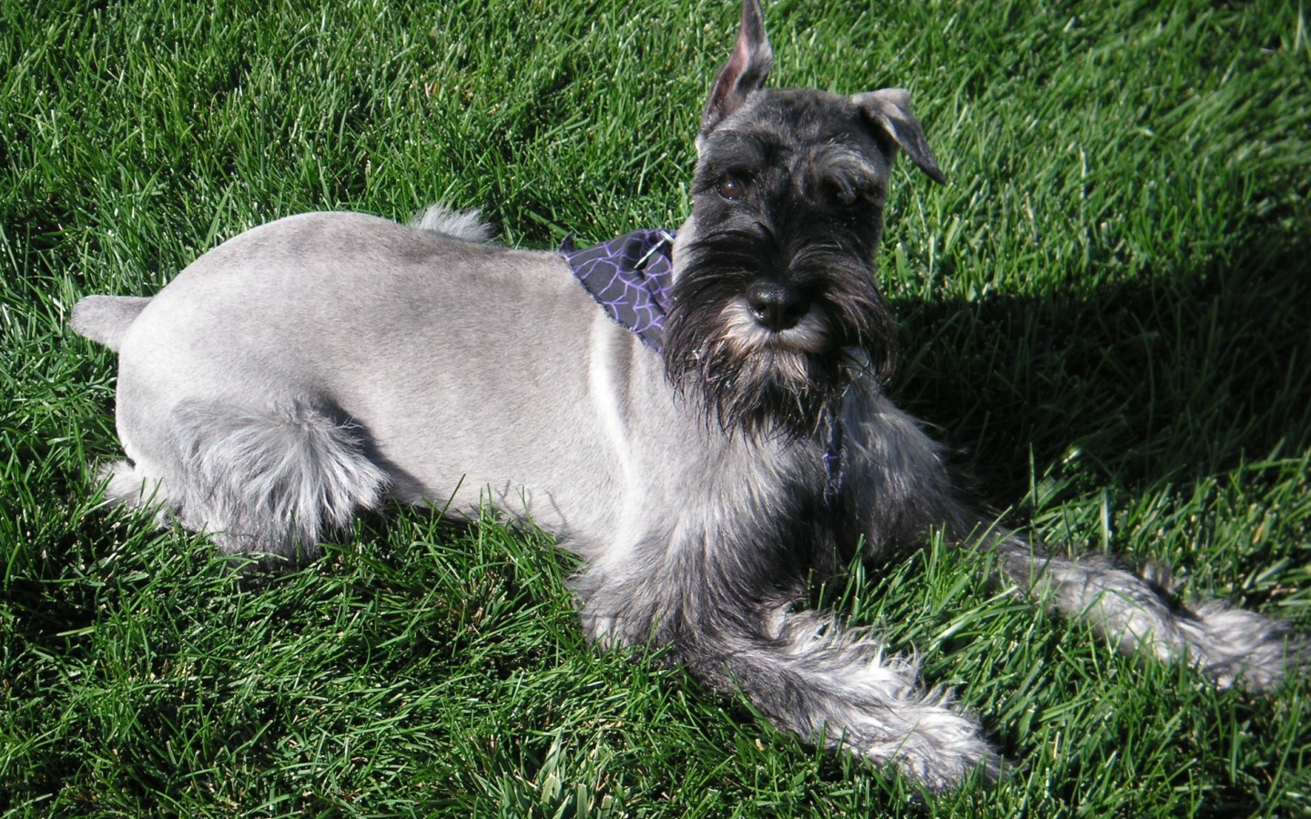 Девятимесячный шнауцер на траве
