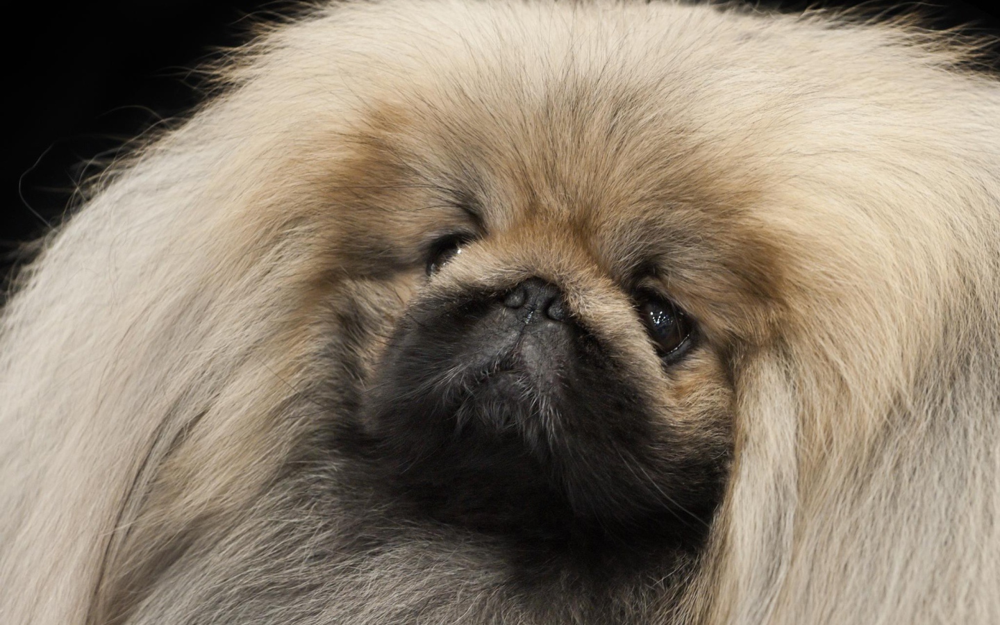 Густые волосы пекинеса