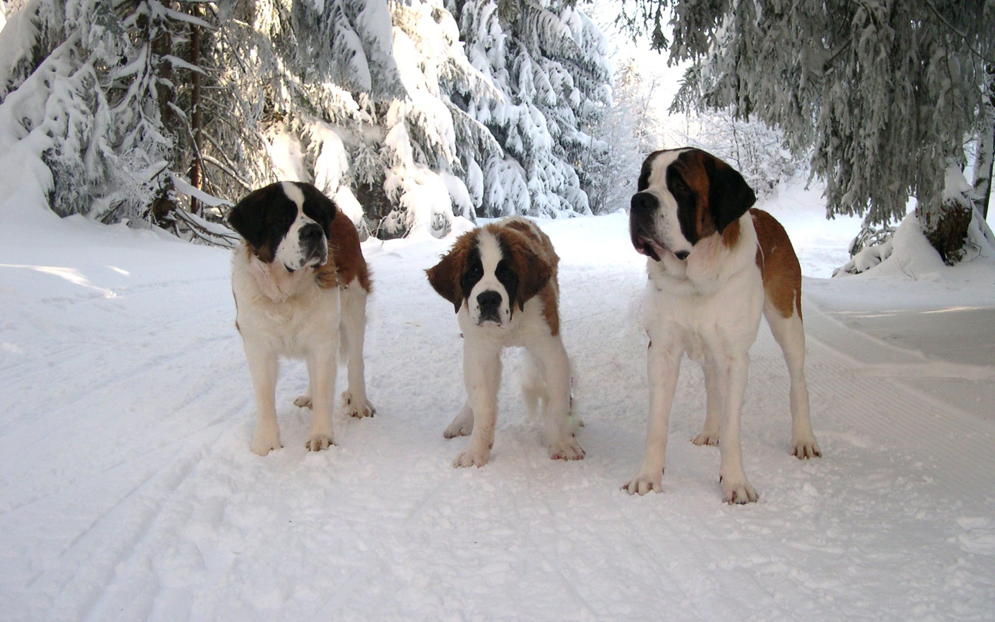 Три сенбернара в лесу