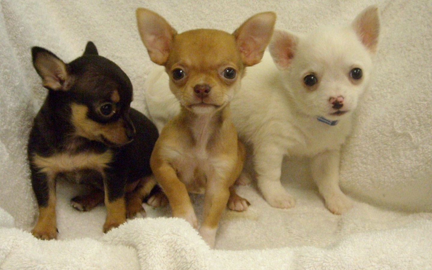 Три щенка чихуахуа