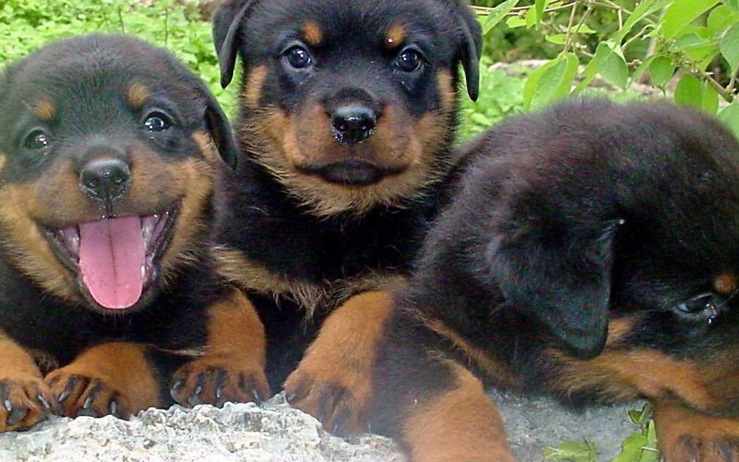 Три щенка ротвейлера