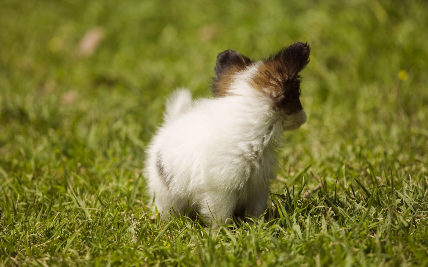 Крошечный японский хин