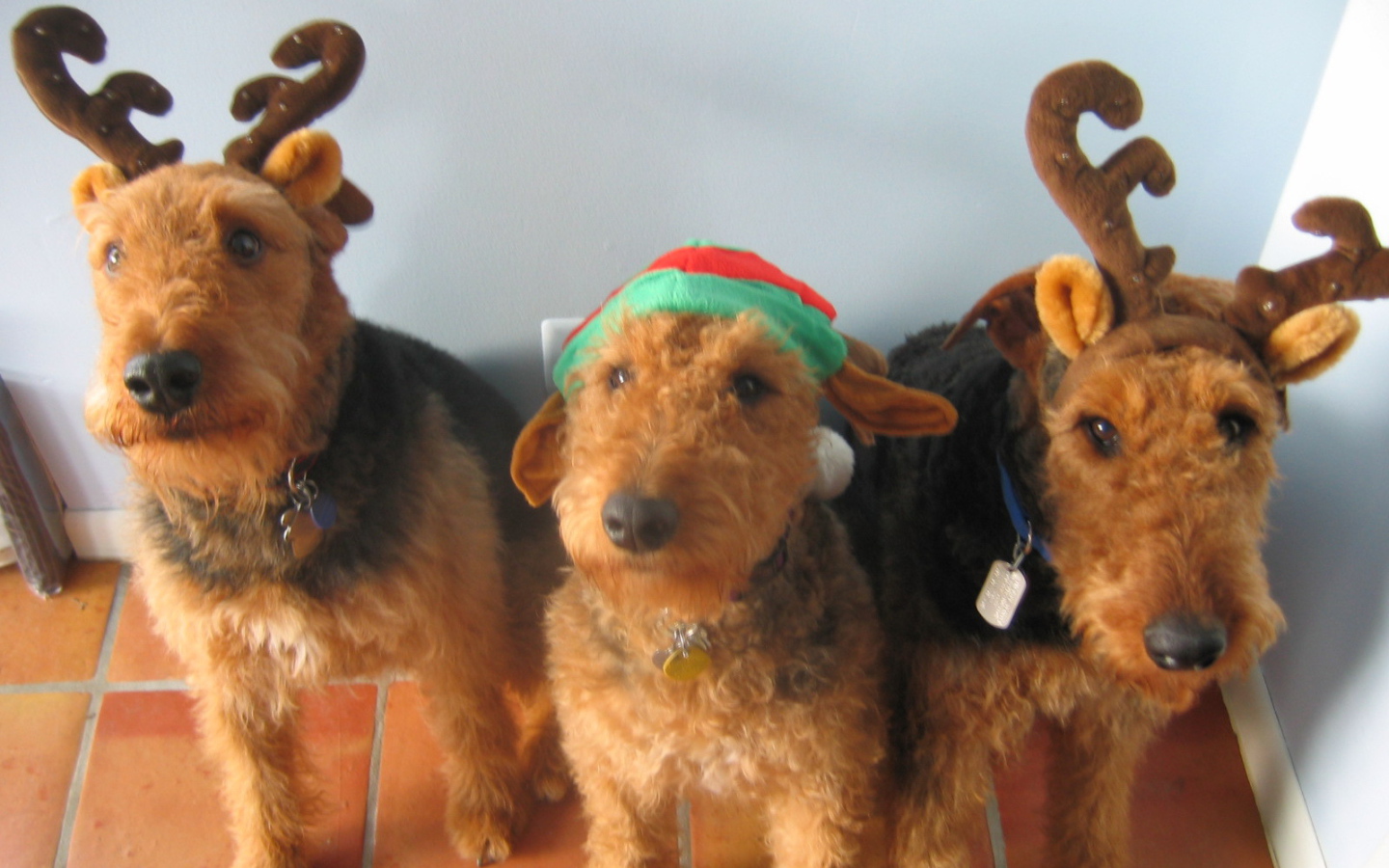 Тройка рождественских эрдельтерьеров