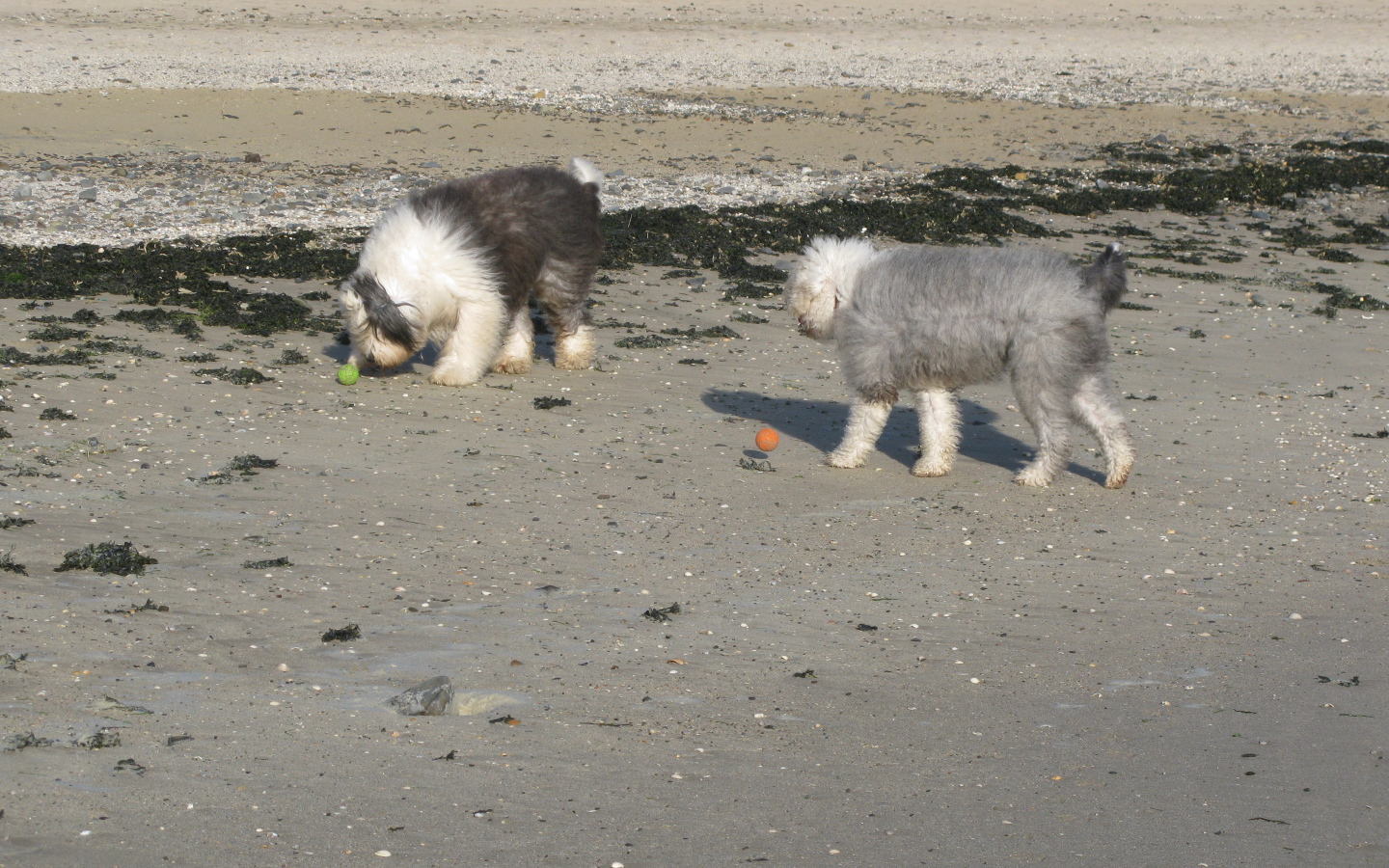 Два бобтейла на пляже