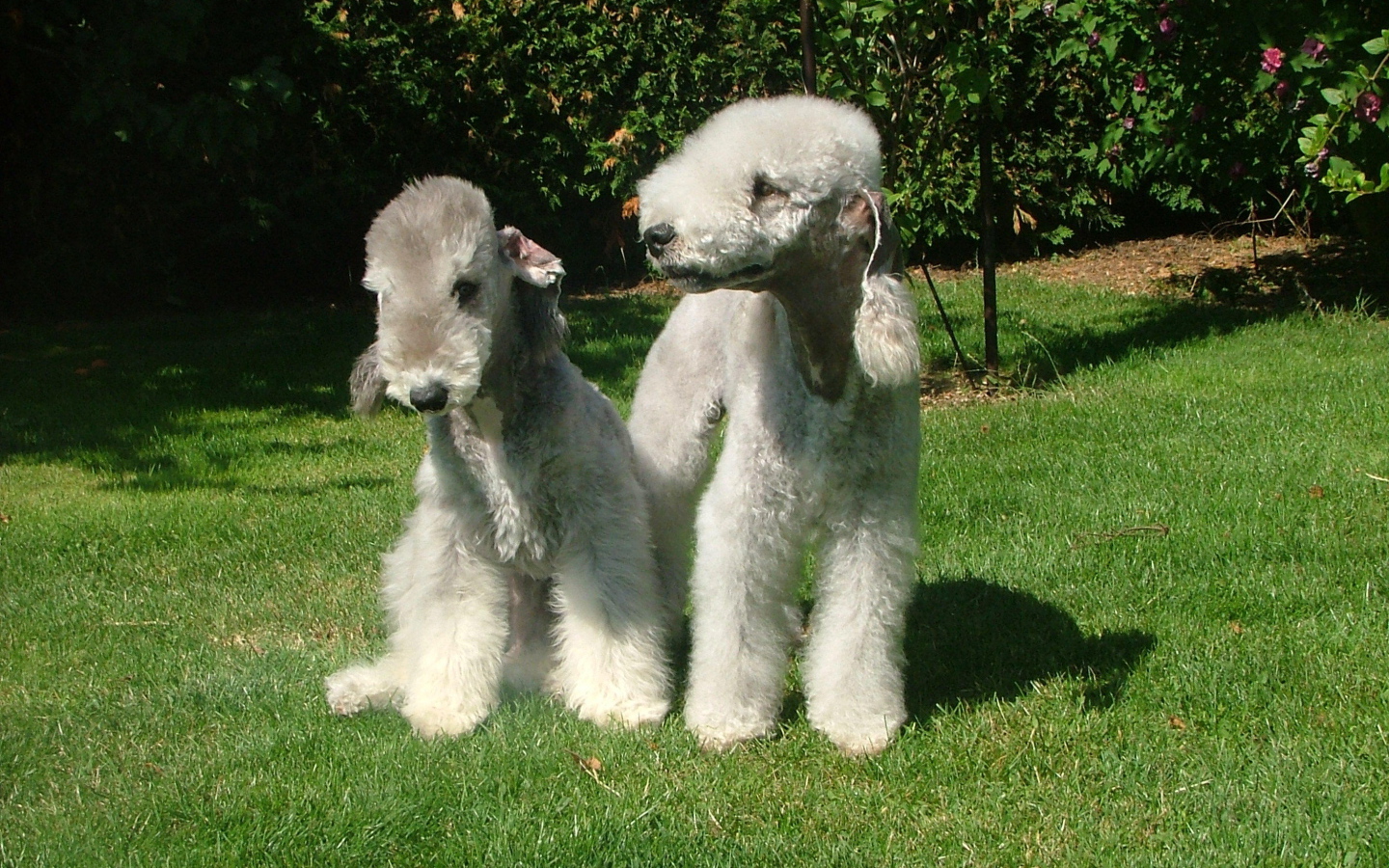 Две милых собачки бедлингтон терьер