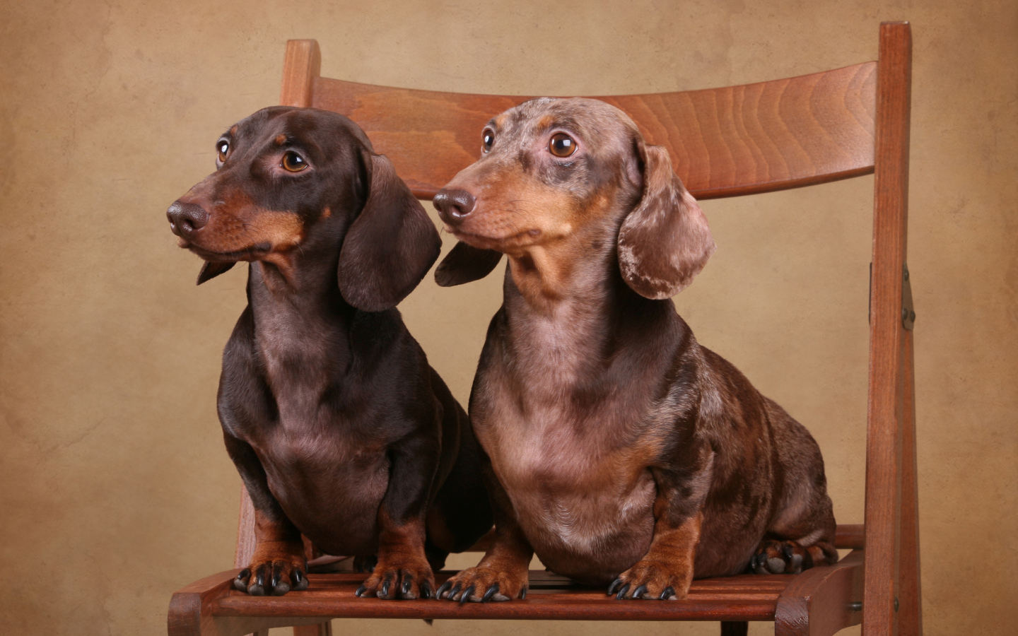 Две таксы на стуле