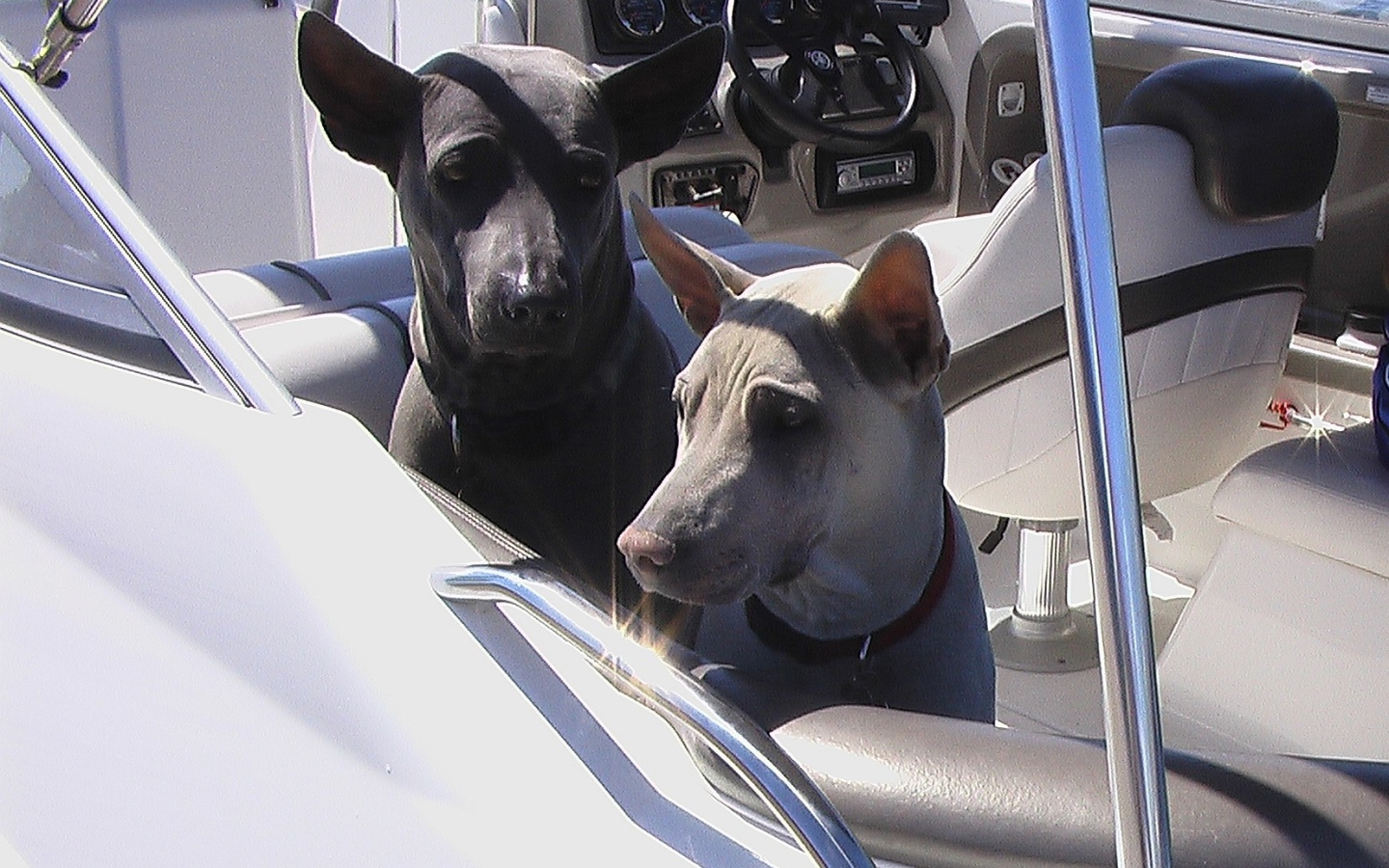 Прогулка тайских риджбеков на катере