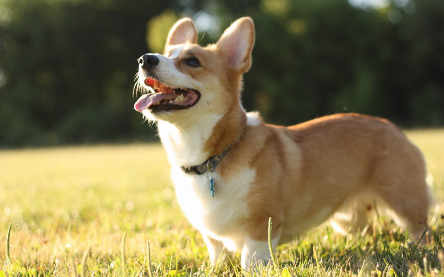 Вельш-корги в лучах солнца