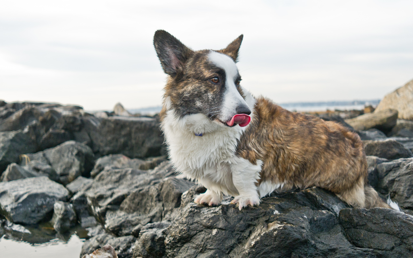 Вельш-корги на скалах