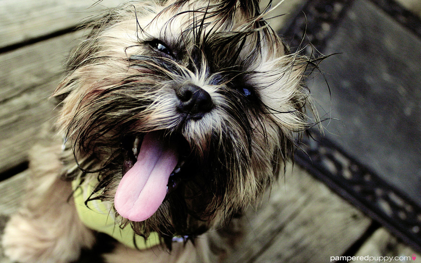 Мокрый пес шитцу