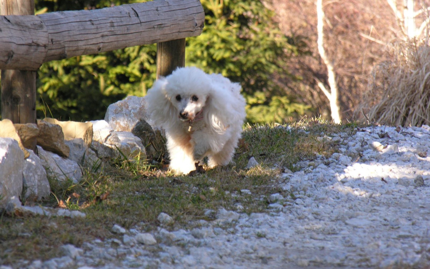 Белый пудель у забора