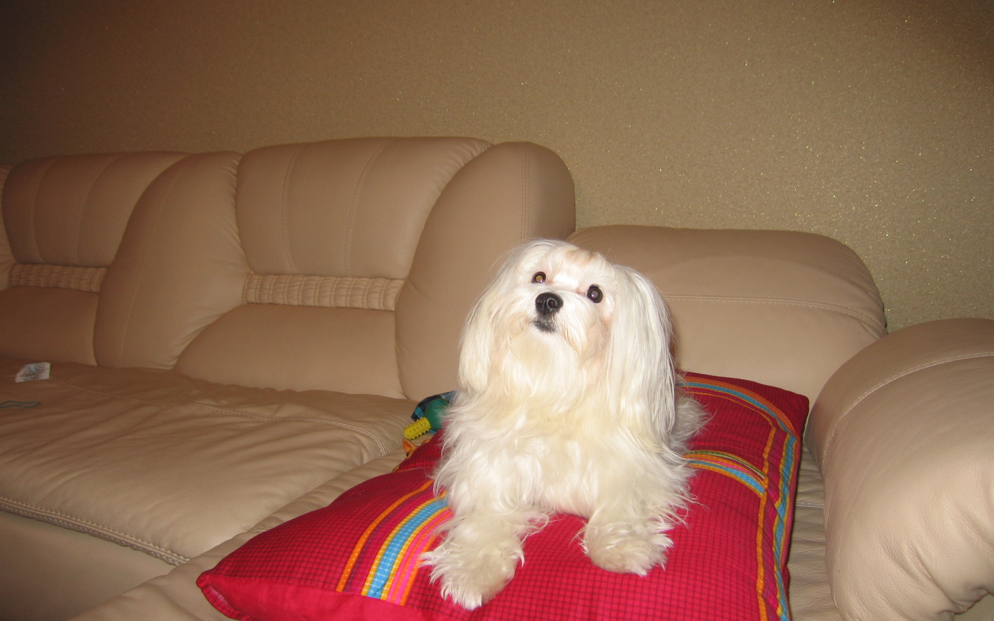 Белая болонка на диване