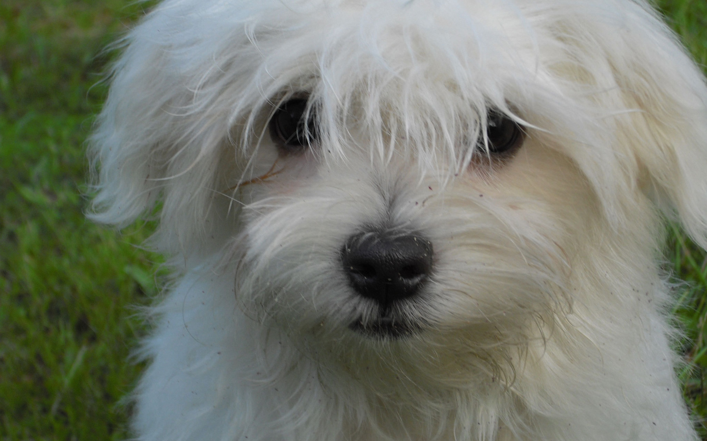 Белая болонка на газоне