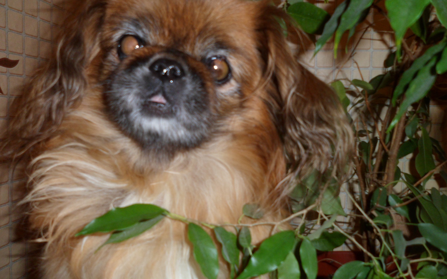 Безумный взгляд пекинеса