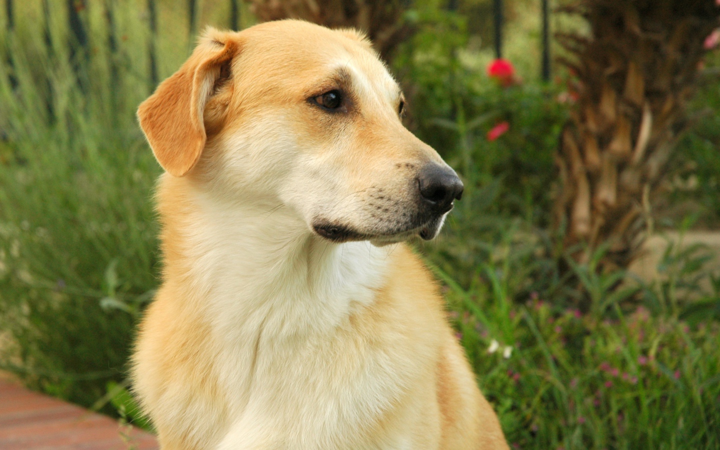 Желтый пес чинук