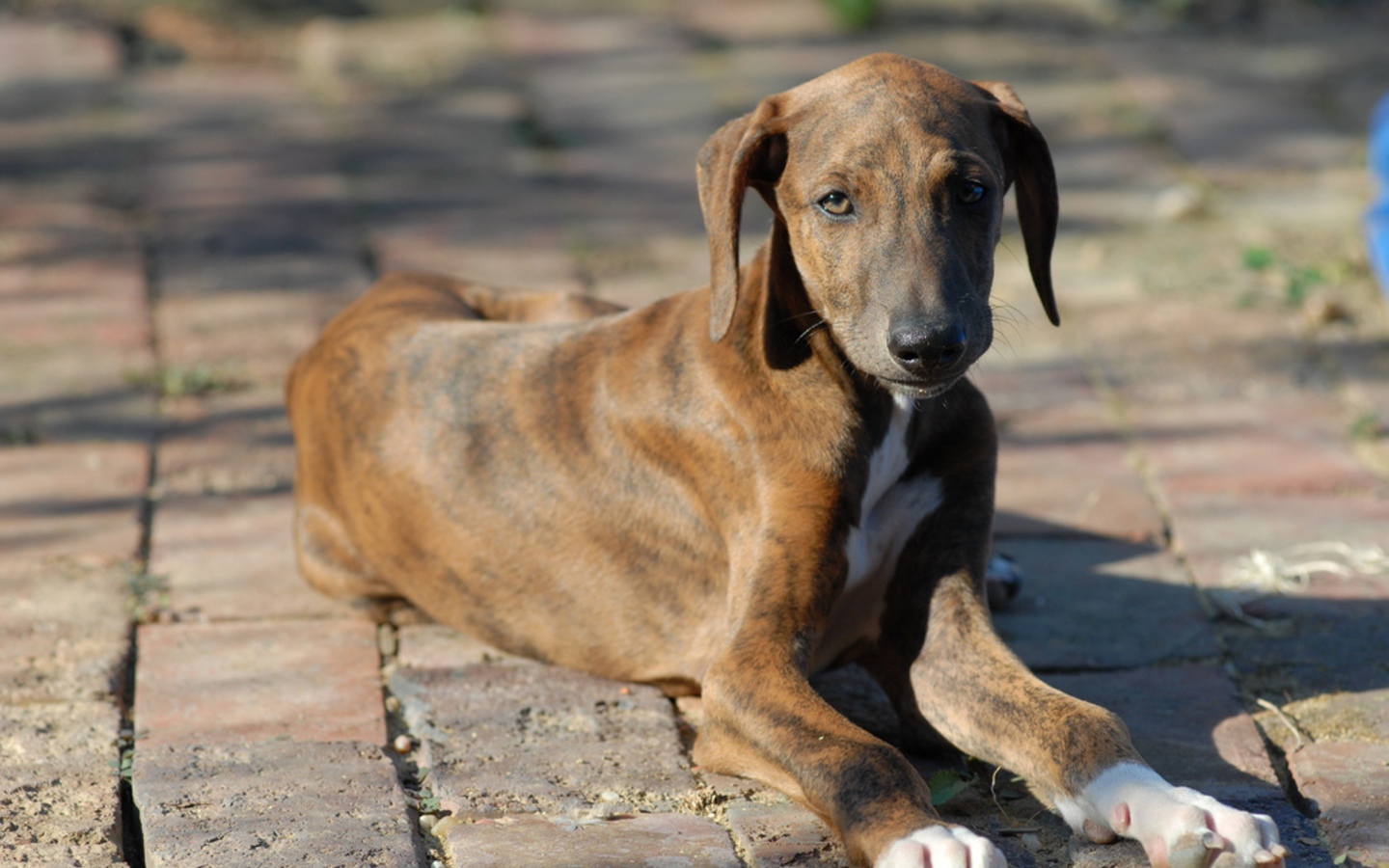 Молодой пес азавак