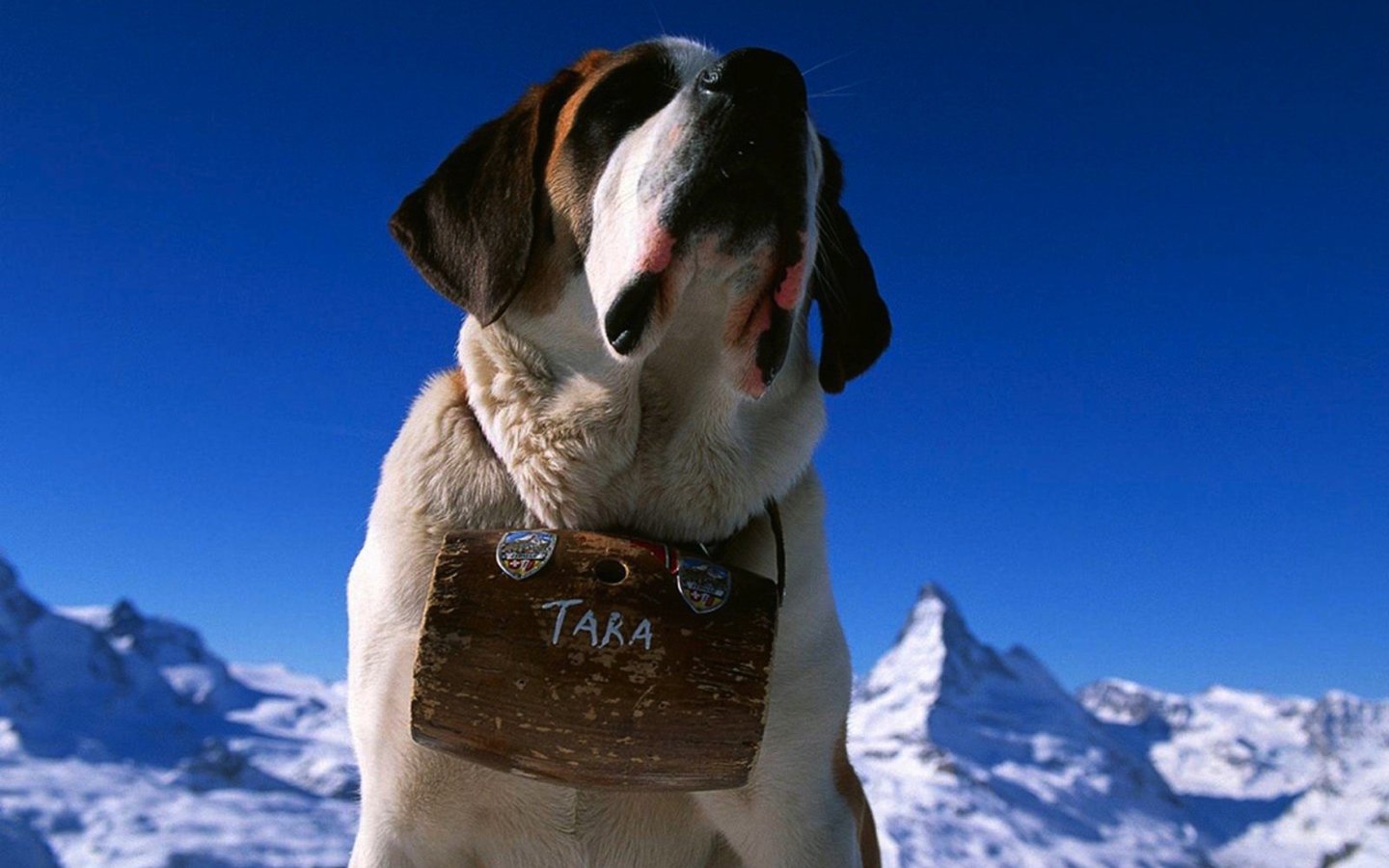 Собака горный спасатель