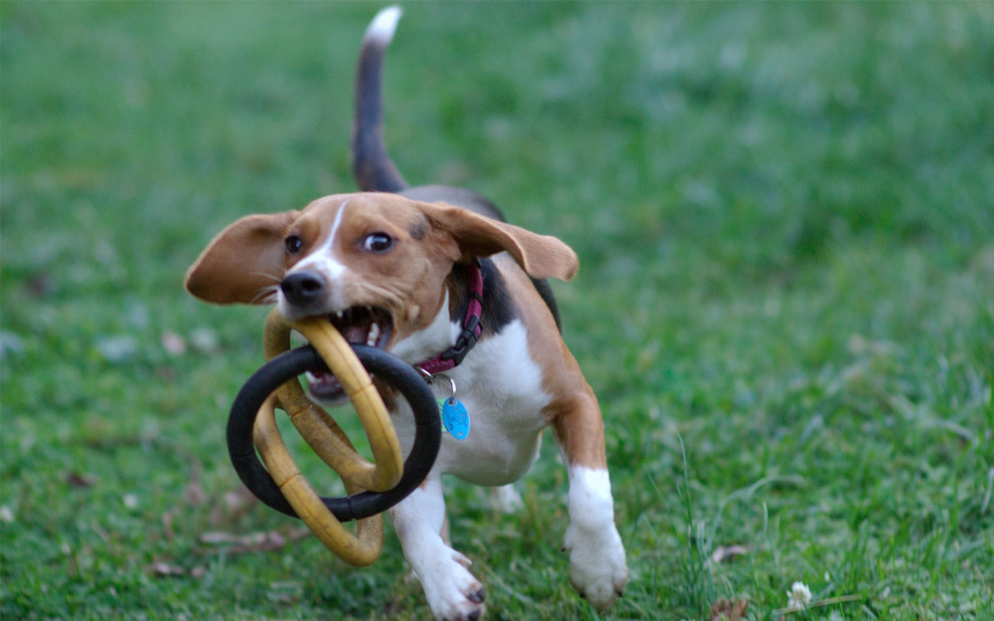 Собака бежит с игрушкой