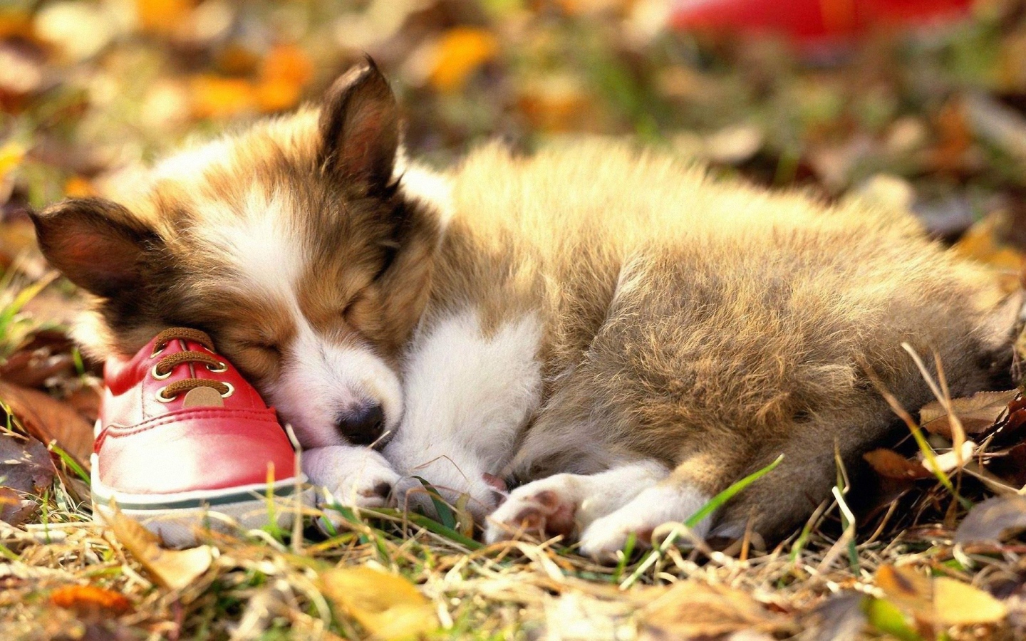 	   The puppy is sleeping on the Shoe