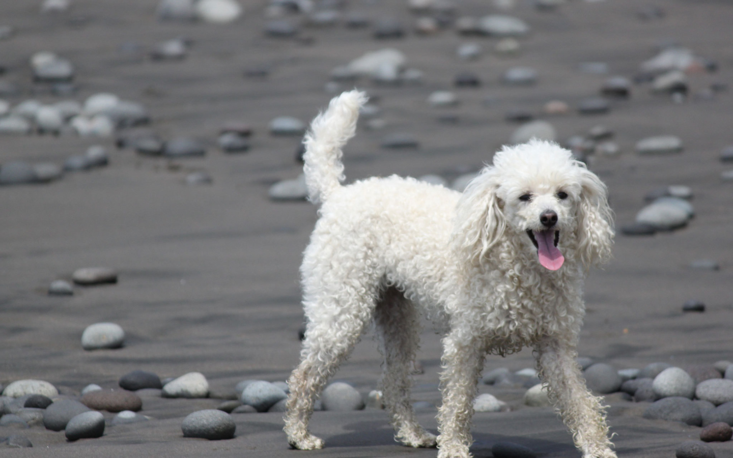 Пудель гуляет по пляжу