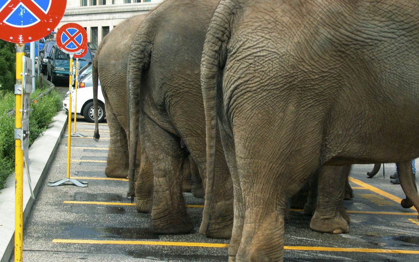 Слоны на парковке