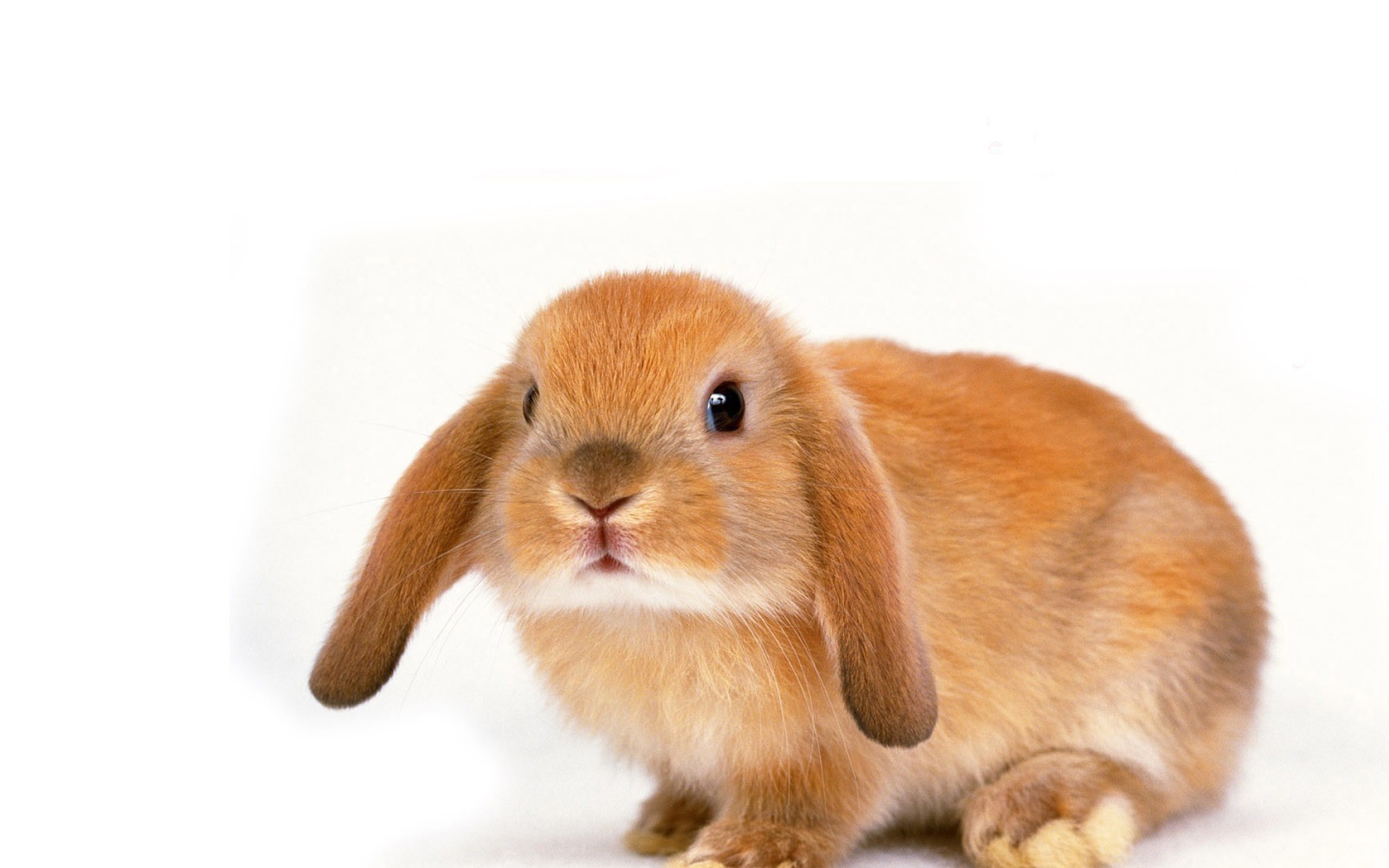 Вислоухий рыжий кролик