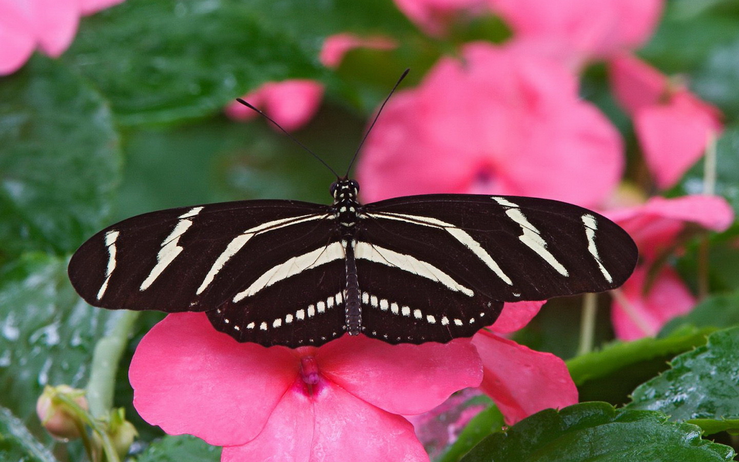 Большая черно белая бабочка