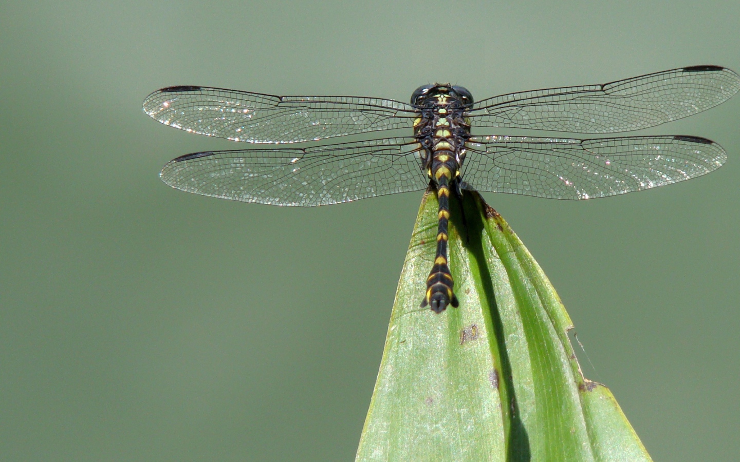 Стрекоза на кончике листа